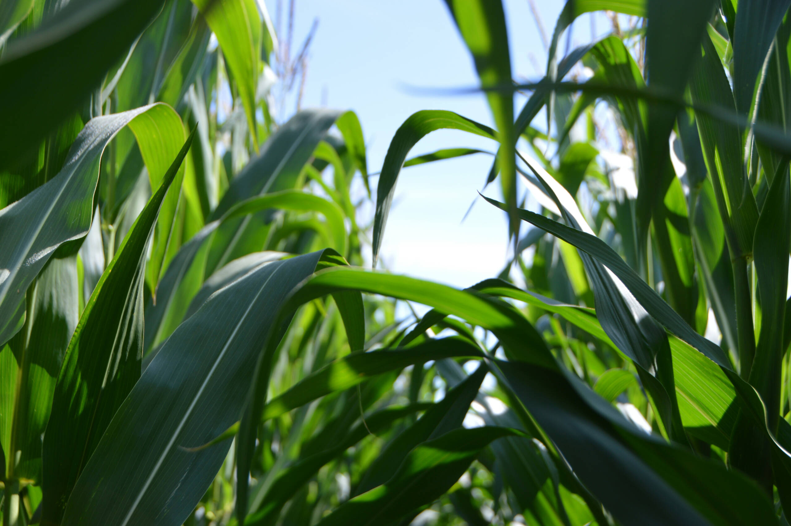Close-up of lush green corn plants growing against a blue sky background.